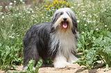 BEARDED COLLIE 029